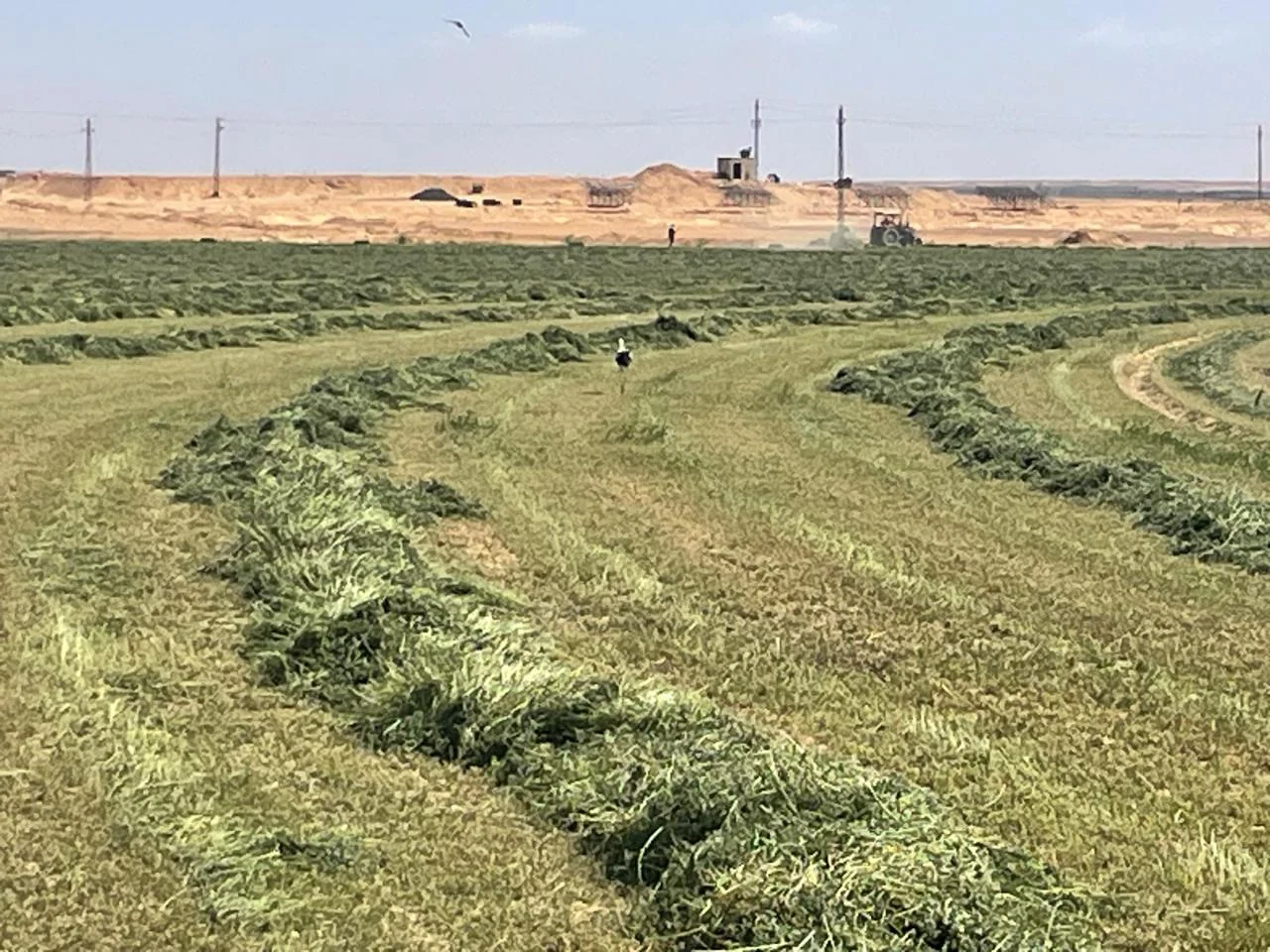 American alfalfa
