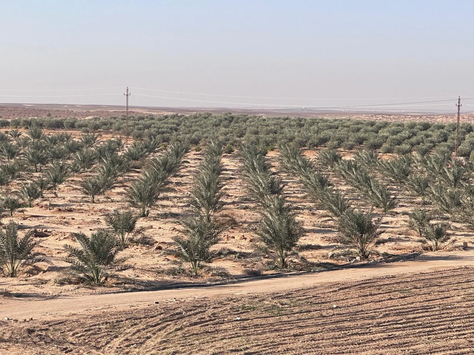 From desert to productive land