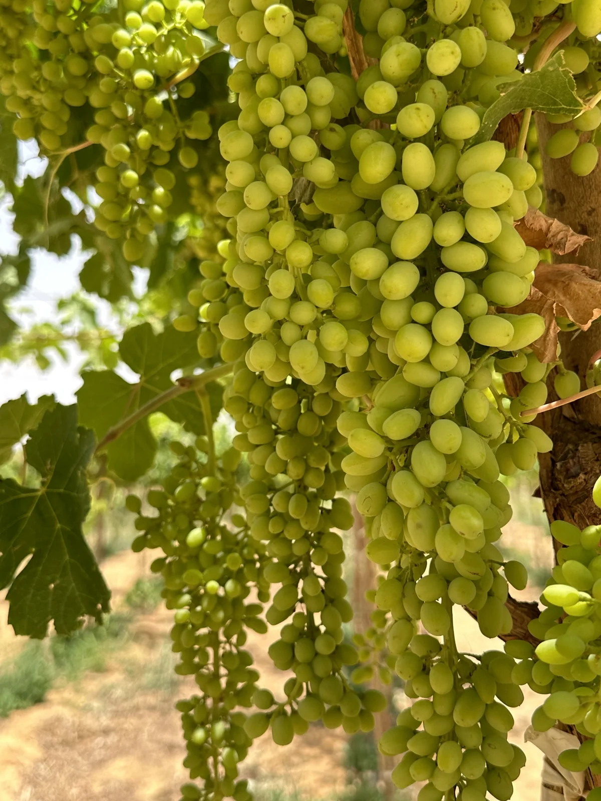 Seedless H4 grapes