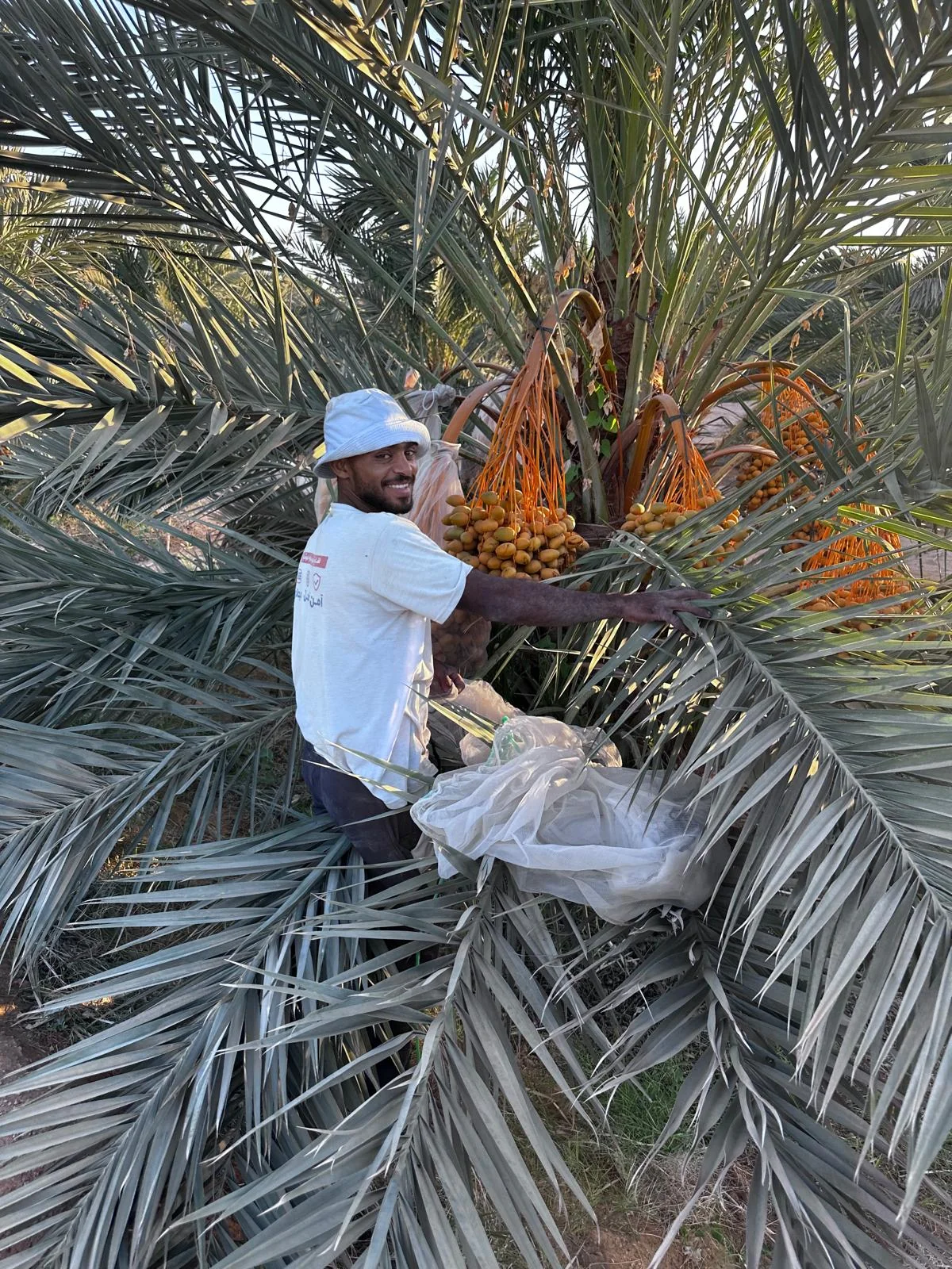 Preparing Medjool date bunches for harvesting