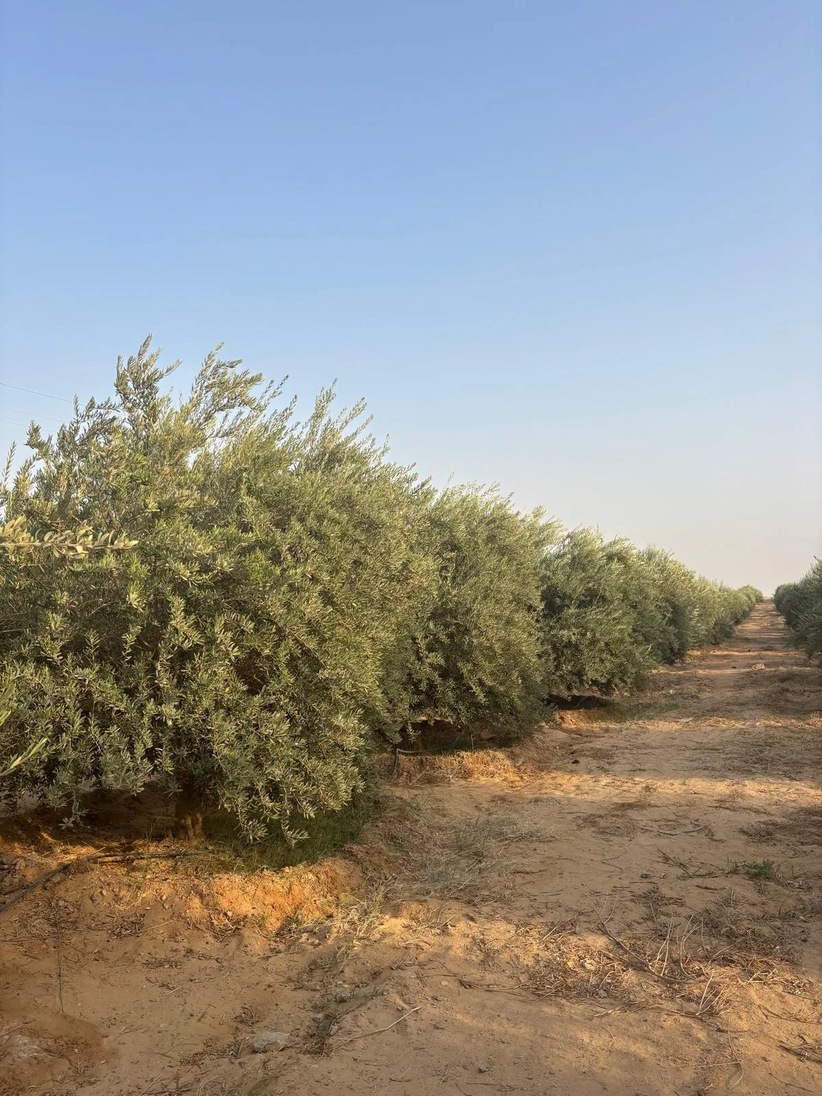 Olive orchards at AlAwael World