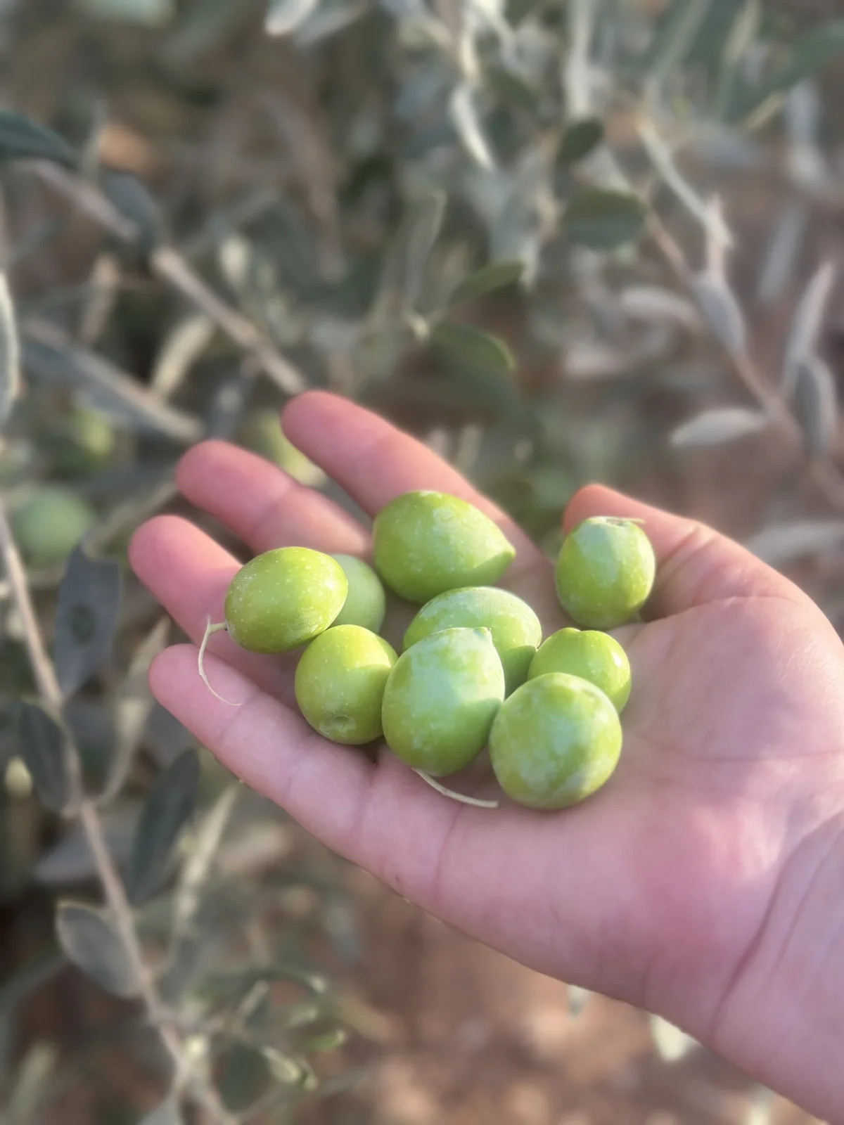 Olives
