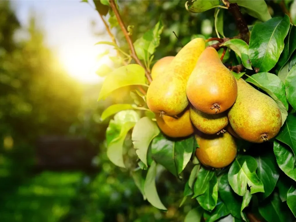 Early pears