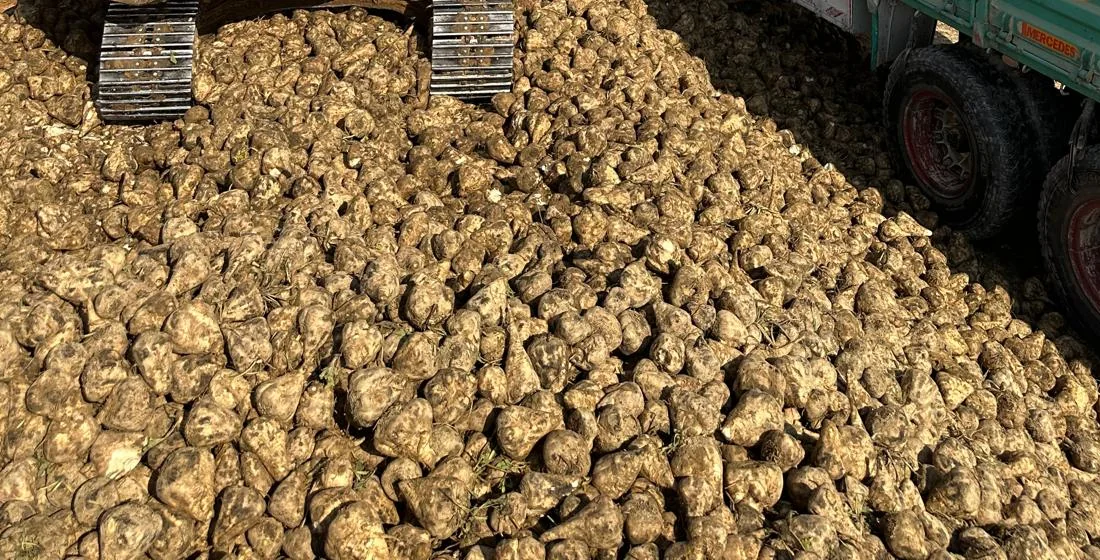 Sugar beet