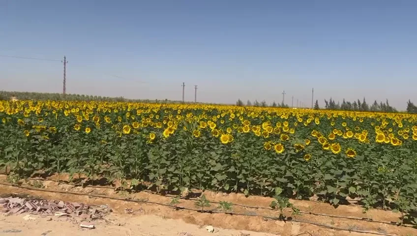 Sunflower