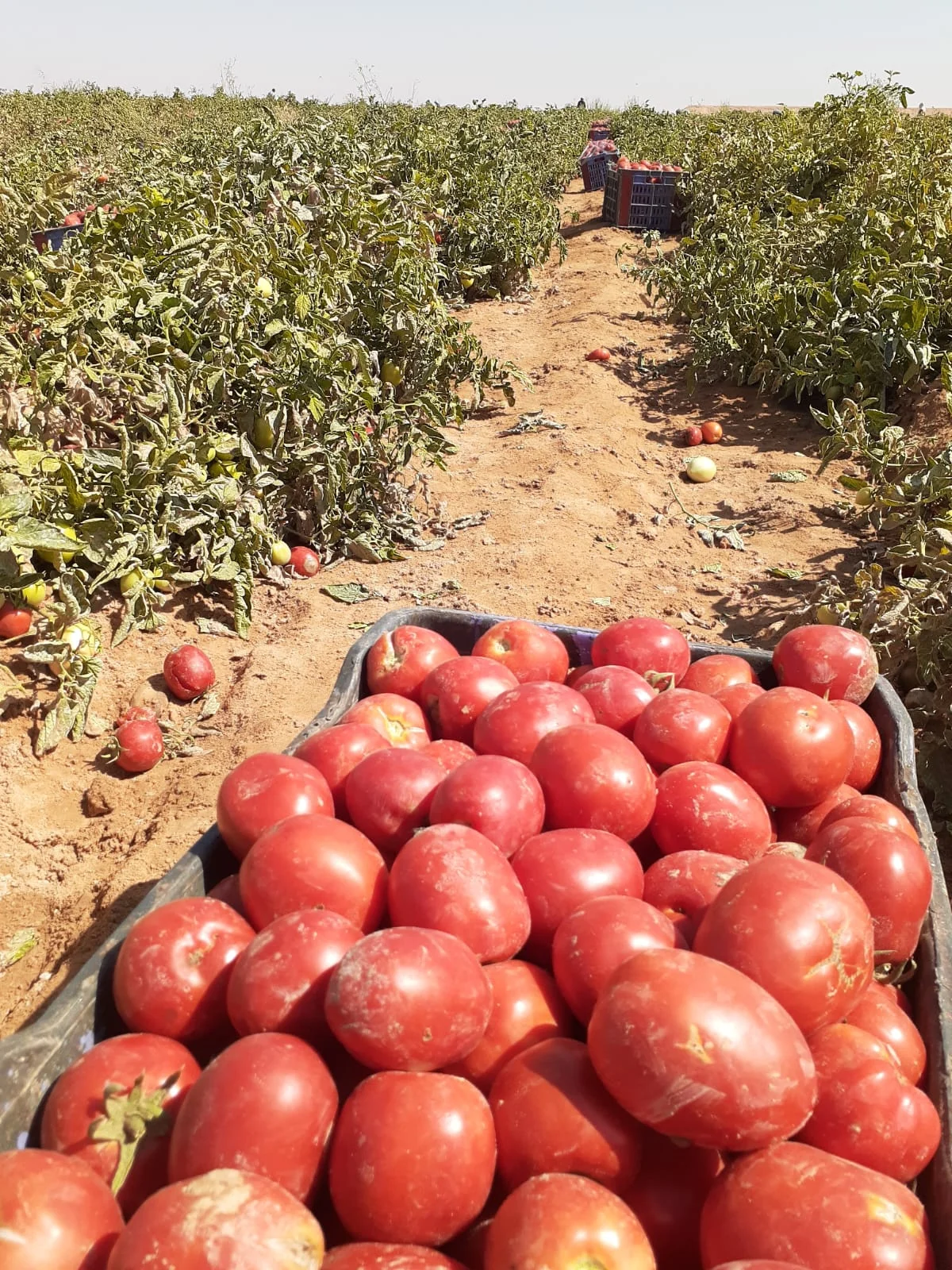 Tomatoes