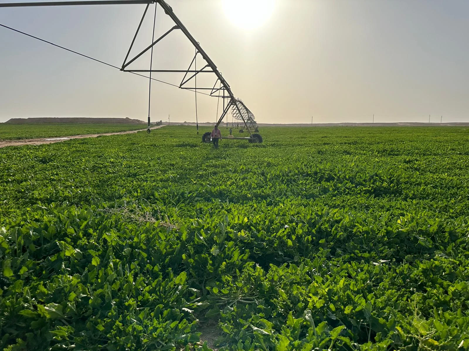 Field vegetables & crops